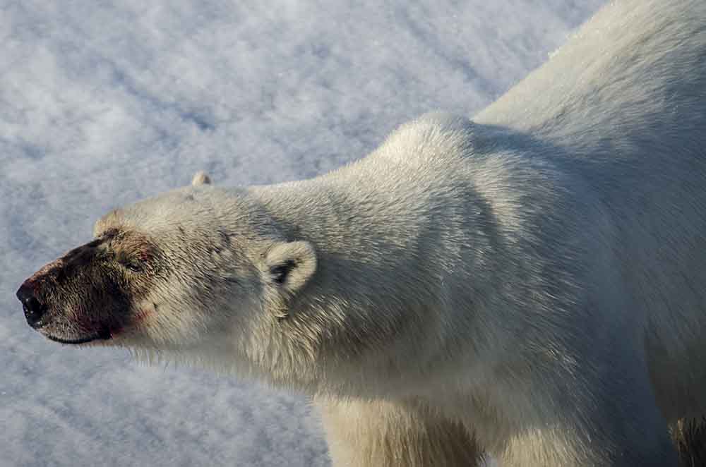 Oso Polar - islas Svalbard - Noruega 38.jpg